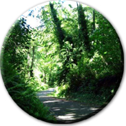 Trail